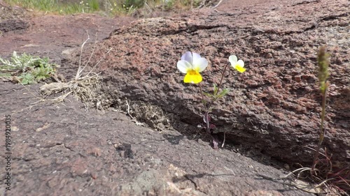 Wild violet with white and yellow petals growing from a crack in a granite rock