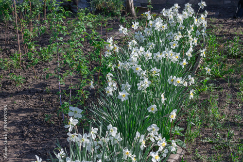 White flowers of narcissus poeticus blooming in flowerbed. Common narcissus or daffodil the amaryllidaceae family growing in springtime in meadow. Monocotyledonous flowering plants of poet's narcissi.