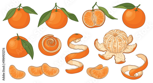 Set of illustrations featuring whole mandarins with leaves, peeled oranges, citrus slices, and spiraled orange peels.