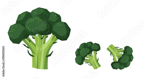Nutritious green broccoli plant shown alongside two smaller florets to illustrate the various parts and healthy qualities of this vegetable.