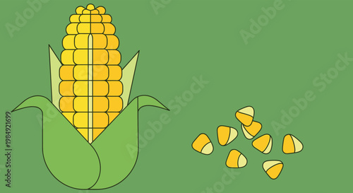 Ripe ear of corn with green husks shown next to loose golden kernels on a solid green background for agricultural themes.