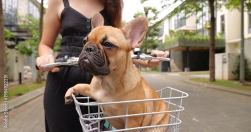 Proudly seated in bicycle basket, tranquil French Bulldog puppy awaits ride. Adorable portrait captures imperturbable charm of this very young dog, with twitch of ear adding touch of humor.