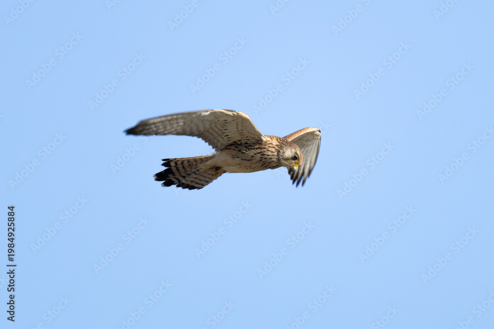Obraz premium Female Lesser Kestrel (Falco naumanni) soaring in the blue sky. Small bird of prey in flight over Episkopi, Cyprus.