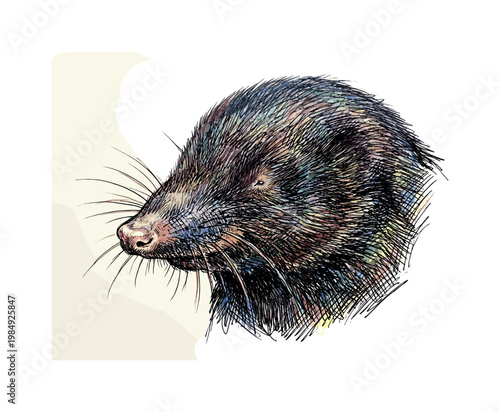 Detailed and colorful illustration of a mole in vibrant hues