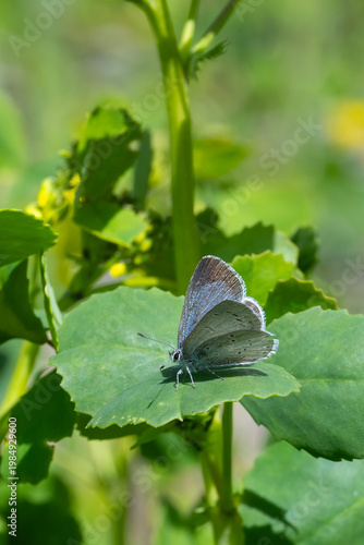 Kutsal Mavi » Celastrina argiolus » Holly Blue