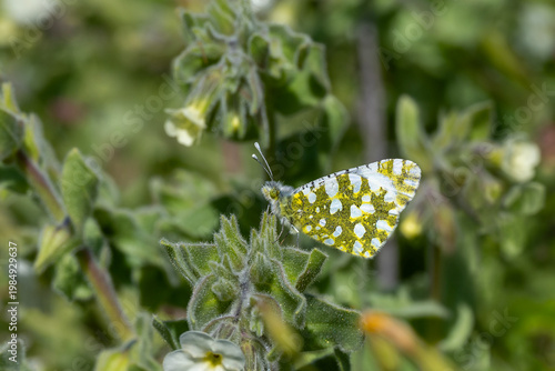 Pieridae / Turuncu Süslü / Orange-tip / Anthocharis cardamines