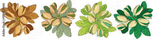 Botanical vector set of pistachio nut branches in four color variations for food packaging and organic branding.