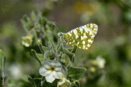 Pieridae / Turuncu Süslü / Orange-tip / Anthocharis cardamines