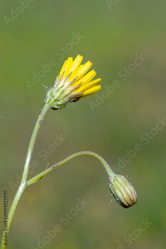 yellow dandelion flower