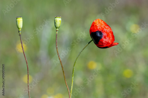 red poppy flower