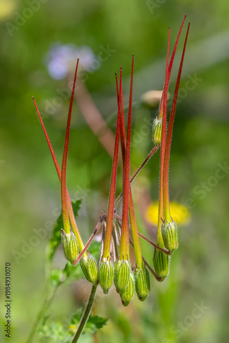 grasshopper on a leaf