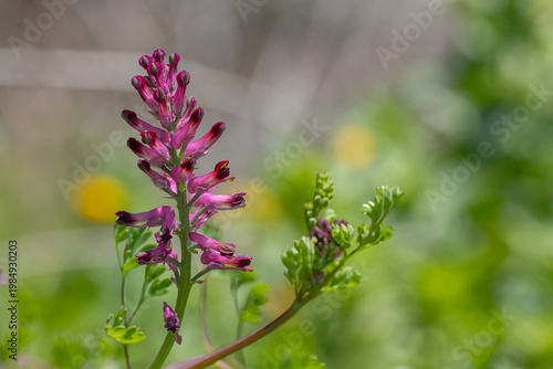 purple flowers in the garden