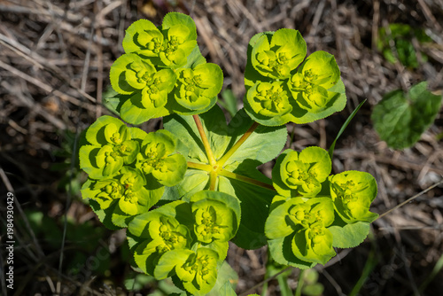 green moss on the tree