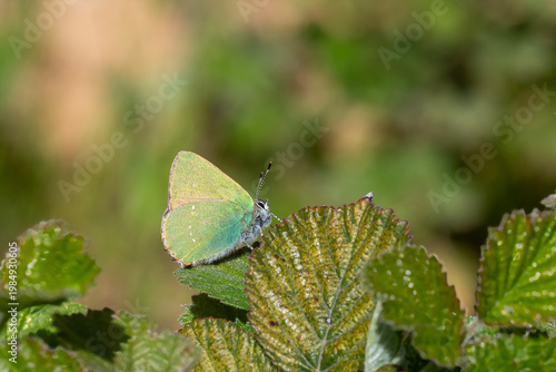 Zümrüt » Callophrys rubi » Green Hairstreak