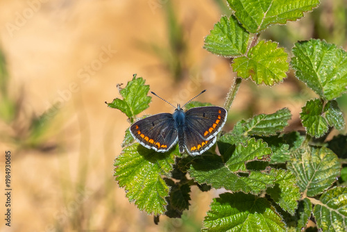 Çokgözlü Esmer » Polyommatus agestis » Brown Argus
