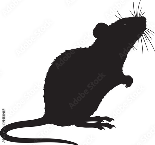 Black silhouette of a rat standing on hind legs with whiskers extended also transparent background, white background