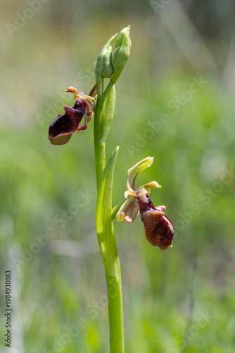 ladybird on a flower