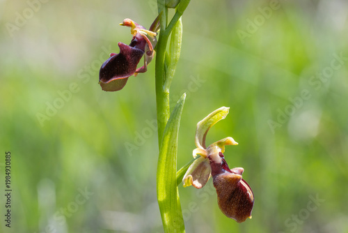 red and yellow flowers