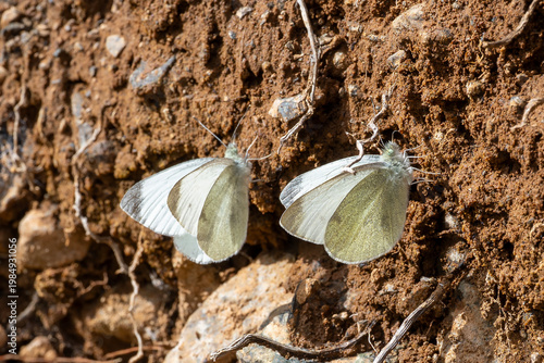 
Pieridae / Küçük Beyazmelek / Small White / Pieris rapae