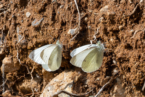 
Pieridae / Küçük Beyazmelek / Small White / Pieris rapae