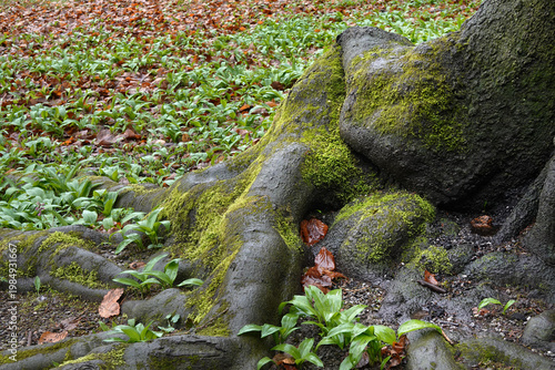 der erste Bärlauch - the first wild garlic - Allium ursinum