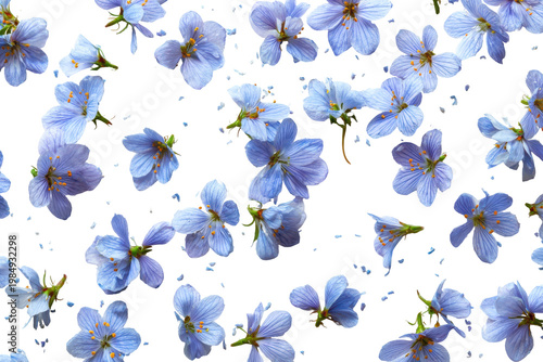 Serene blue flowers: a symphony of tranquility isolated on transparent background