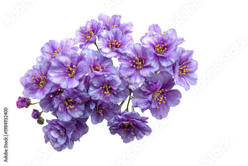Elegant cluster of lavender blossoms on a pristine white background isolated on transparent background