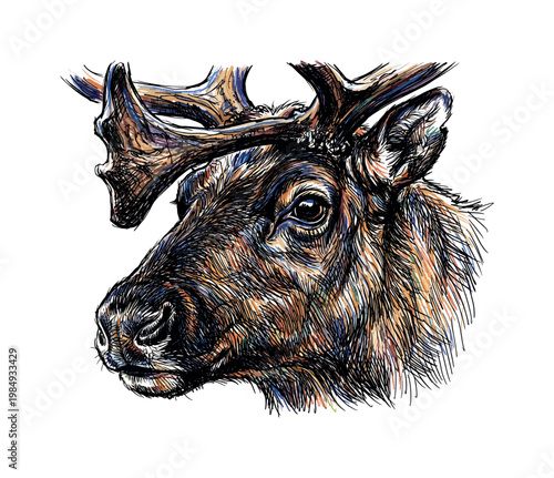 Vibrant, detailed illustration of a reindeer's head with impressive antlers