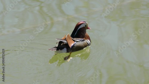 A mandarin duck swims away from the camera in the greenish-blue water of the lake, filmed from slightly behind and to the right, in the sunshine during the day, with no people in the frame