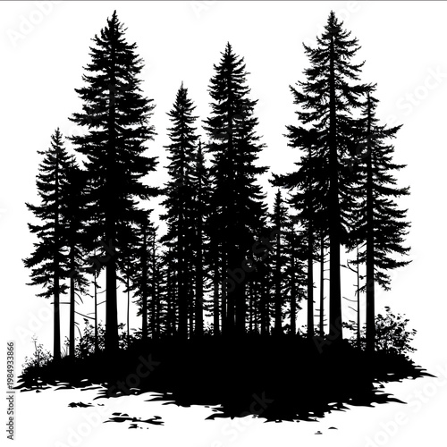 black silhouette Redwood forest on a white backgrounk vector