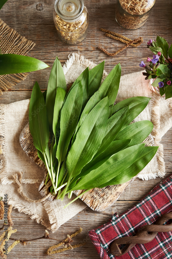 Naklejka premium Fresh wild garlic or ramson leaves on a table - wild edible plant collected in spring