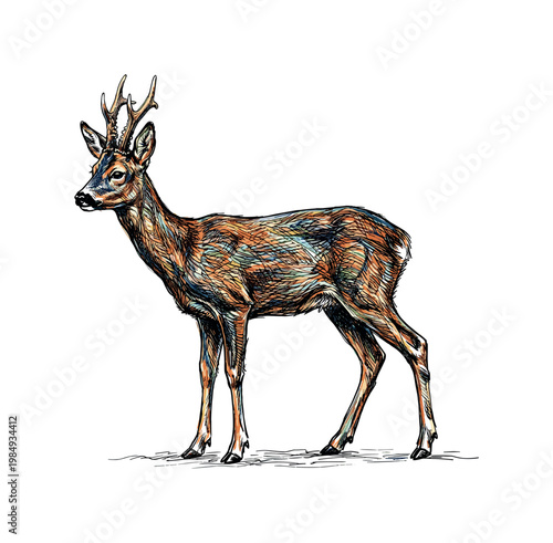 Artistic illustration of a roe deer with vibrant, multicolored fur texture