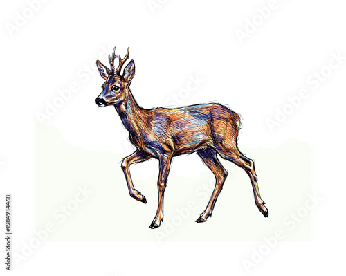 Artistic sketch of a roe deer with vibrant, colorful lines walking gracefully