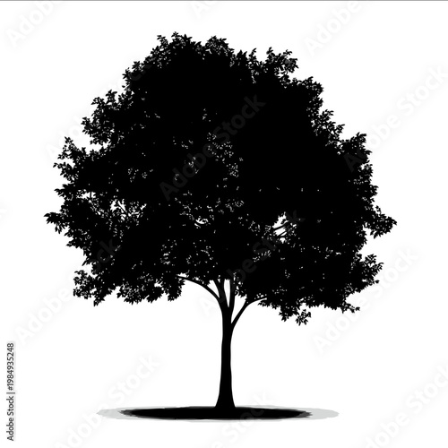 vector Linden tree silhouette black on white background simple shapes svg vector graphic