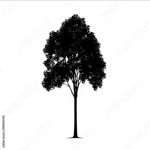 vector Poplar tree silhouette black on white background simple shapes svg vector graphic