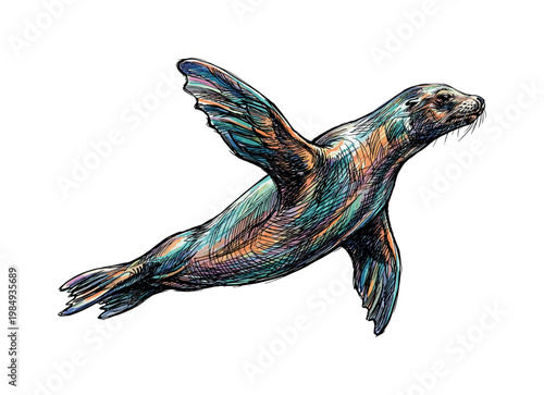 Artistic illustration of a colorful sea lion swimming with flippers outstretched