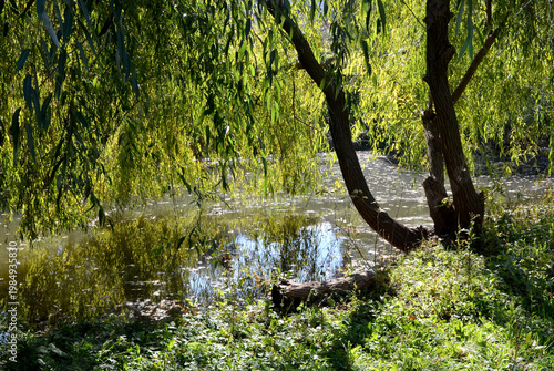 Weeping willow over a quiet forest pond on a sunny day.