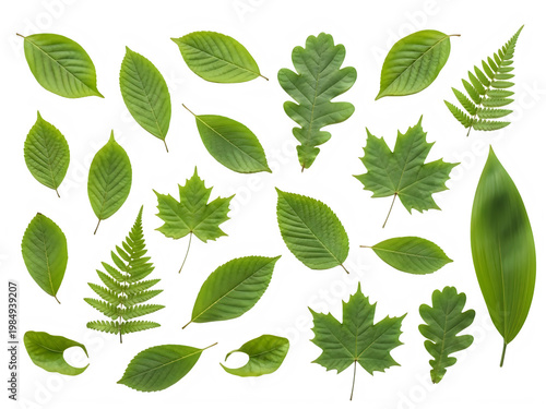 Fresh green peas in their natural glossy pods