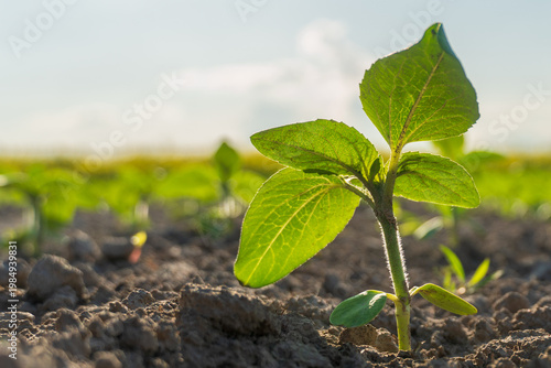 Young Plant Grows in Soil Under Sunlight in a Field During a Warm Day