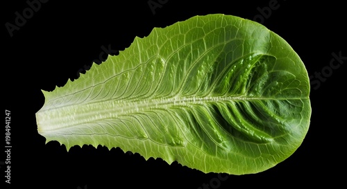 Isolated close-up of a vibrant romaine lettuce leaf with detailed veins, on a black background