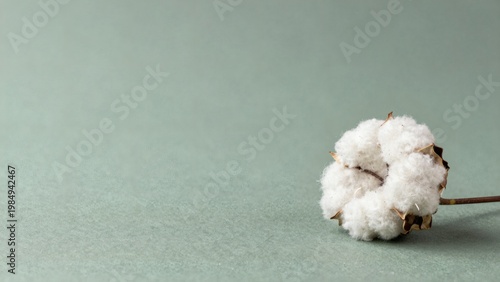 Single White Raw Cotton Boll on Sage Green Textured Background with Ample Negative Space for Text