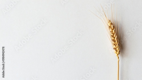 Single Golden Wheat Stalk on Minimalist White Background with Copyspace for Agriculture or Bakery Design