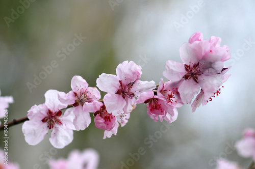 Tenderness of spring bloom