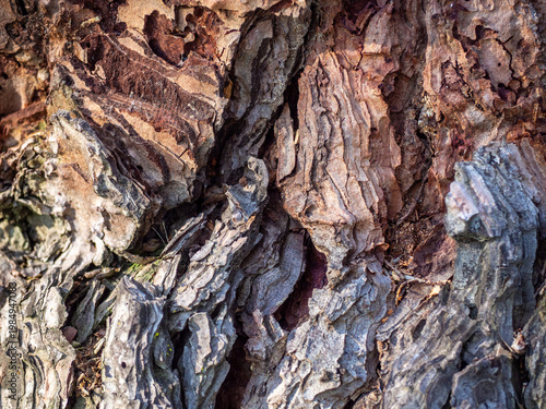 Fotografie Tree bark creating a natural wood texture pattern