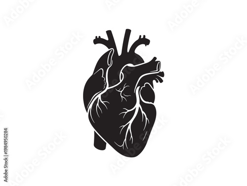 Anatomical illustration of a human heart with visible chambers and arteries Vector