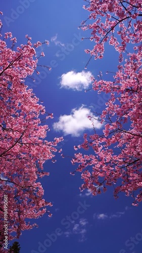 桜（サツマベニ）とわた雲