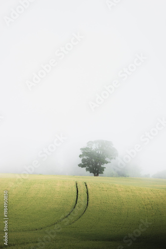 A mature English Oak tree (Quercus robur) on a moody, misty day in the rural farmland and countryside of Fife, Scotland near Aberdour.