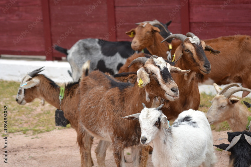 Obraz premium Mixed brown and white goats clustered in a farm yard near red barn for agricultural background and livestock management brochure design
