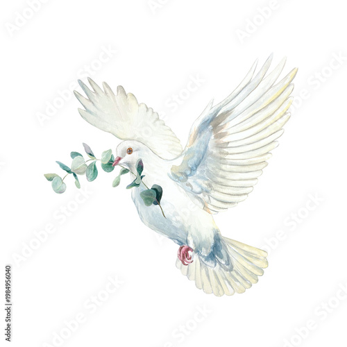 Flying white dove with a green eucalyptus branch in its beak. Hand drawn watercolor illustration, isolated. Suitable for designing cards and invitations for first communions, baptisms and weddings.