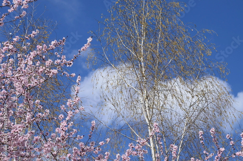 Вlooming cherry blossoms and golden birch under a blue sky.